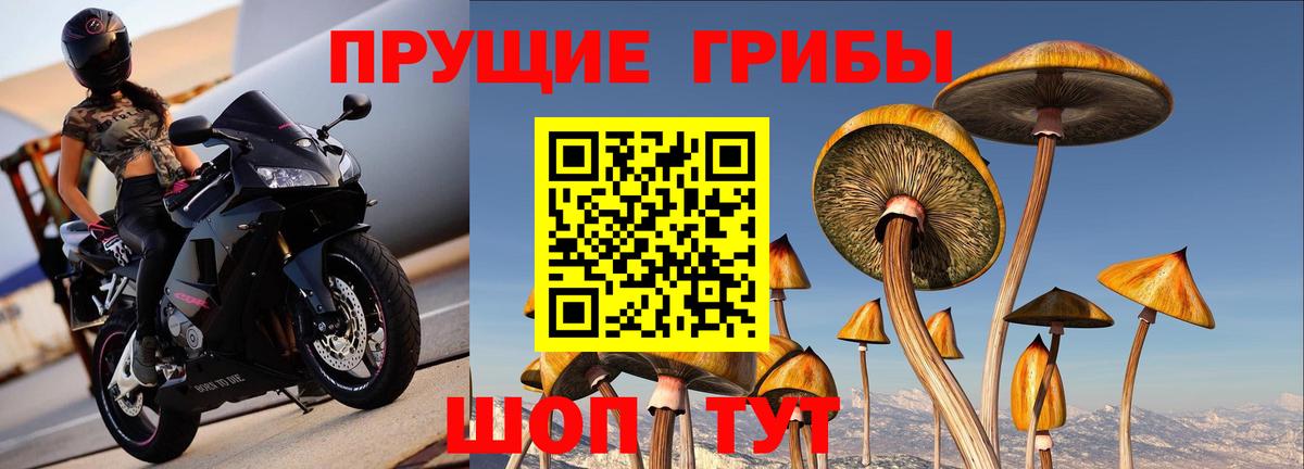 Горно-Алтайск  Псилоцибиновые грибы MAGIC MUSHROOMS  Вход с VPN  Псилоцибиновые грибы Psilocybine cubensis 
